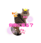 モッピーぶぅちゃんくぅちゃん（個別スタンプ：25）