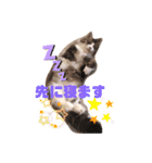 モッピーぶぅちゃんくぅちゃん（個別スタンプ：31）