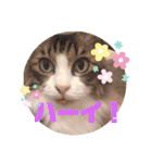 モッピーぶぅちゃんくぅちゃん（個別スタンプ：32）