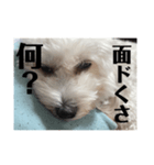 めんどくさがり屋ララちゃん（個別スタンプ：1）