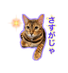 ニーナ＆マシュー（個別スタンプ：12）