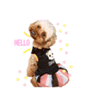 トイプードルの小梅（個別スタンプ：1）