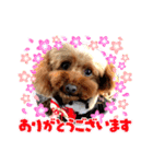 トイプードルの小梅（個別スタンプ：3）