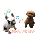 トイプードルの小梅（個別スタンプ：4）