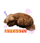 トイプードルの小梅（個別スタンプ：7）