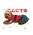 トイプードルの小梅（個別スタンプ：15）