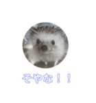 ハリネズミのいつお（個別スタンプ：2）