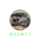 ハリネズミのいつお（個別スタンプ：5）