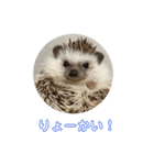 ハリネズミのいつお（個別スタンプ：6）
