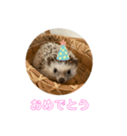 ハリネズミのいつお（個別スタンプ：10）