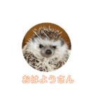 ハリネズミのいつお（個別スタンプ：16）