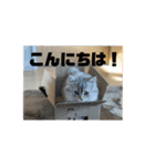 ao-gram スタンプ（個別スタンプ：5）