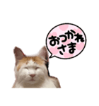 ねっこ様の尊い言葉（日常会話）（個別スタンプ：1）