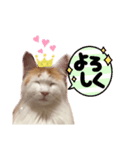 ねっこ様の尊い言葉（日常会話）（個別スタンプ：2）