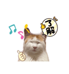 ねっこ様の尊い言葉（日常会話）（個別スタンプ：3）