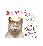 ねっこ様の尊い言葉（日常会話）（個別スタンプ：4）
