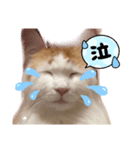 ねっこ様の尊い言葉（日常会話）（個別スタンプ：5）