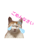 ねっこ様の尊い言葉（日常会話）（個別スタンプ：6）