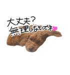 もしも愛犬がしゃべったら…（個別スタンプ：8）