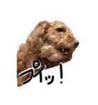 もしも愛犬がしゃべったら…（個別スタンプ：16）