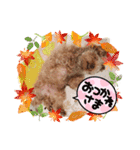奇跡のセラピードッグ 夢歩ちゃん（個別スタンプ：4）