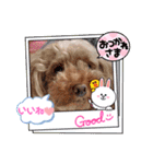 奇跡のセラピードッグ 夢歩ちゃん（個別スタンプ：6）