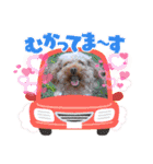 奇跡のセラピードッグ 夢歩ちゃん（個別スタンプ：11）