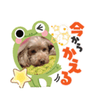奇跡のセラピードッグ 夢歩ちゃん（個別スタンプ：16）