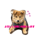 おうちのわんこ達（個別スタンプ：1）