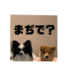 おうちのわんこ達（個別スタンプ：5）