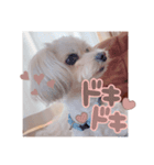 ころにきの日常 2（個別スタンプ：5）