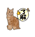 ペロタン日記 ②（個別スタンプ：10）