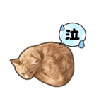 ペロタン日記 ②（個別スタンプ：12）