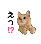 ペロタン日記 ②（個別スタンプ：13）