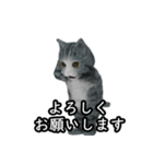 わりと動く猫(会社員編)（個別スタンプ：1）