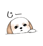 Stickers_Shih Tzu_e シーズースタンプ（個別スタンプ：1）