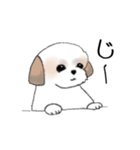 Stickers_Shih Tzu_e シーズースタンプ（個別スタンプ：3）