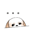 Stickers_Shih Tzu_e シーズースタンプ（個別スタンプ：4）