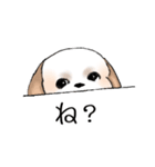 Stickers_Shih Tzu_e シーズースタンプ（個別スタンプ：5）