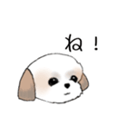 Stickers_Shih Tzu_e シーズースタンプ（個別スタンプ：8）