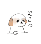 Stickers_Shih Tzu_e シーズースタンプ（個別スタンプ：9）