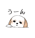 Stickers_Shih Tzu_e シーズースタンプ（個別スタンプ：10）