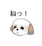 Stickers_Shih Tzu_e シーズースタンプ（個別スタンプ：11）