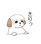 Stickers_Shih Tzu_e シーズースタンプ（個別スタンプ：12）