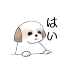 Stickers_Shih Tzu_e シーズースタンプ（個別スタンプ：13）