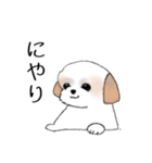 Stickers_Shih Tzu_e シーズースタンプ（個別スタンプ：14）