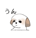 Stickers_Shih Tzu_e シーズースタンプ（個別スタンプ：15）