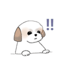 Stickers_Shih Tzu_e シーズースタンプ（個別スタンプ：18）