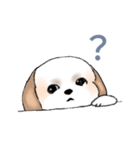 Stickers_Shih Tzu_e シーズースタンプ（個別スタンプ：19）