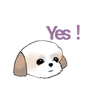 Stickers_Shih Tzu_e シーズースタンプ（個別スタンプ：23）